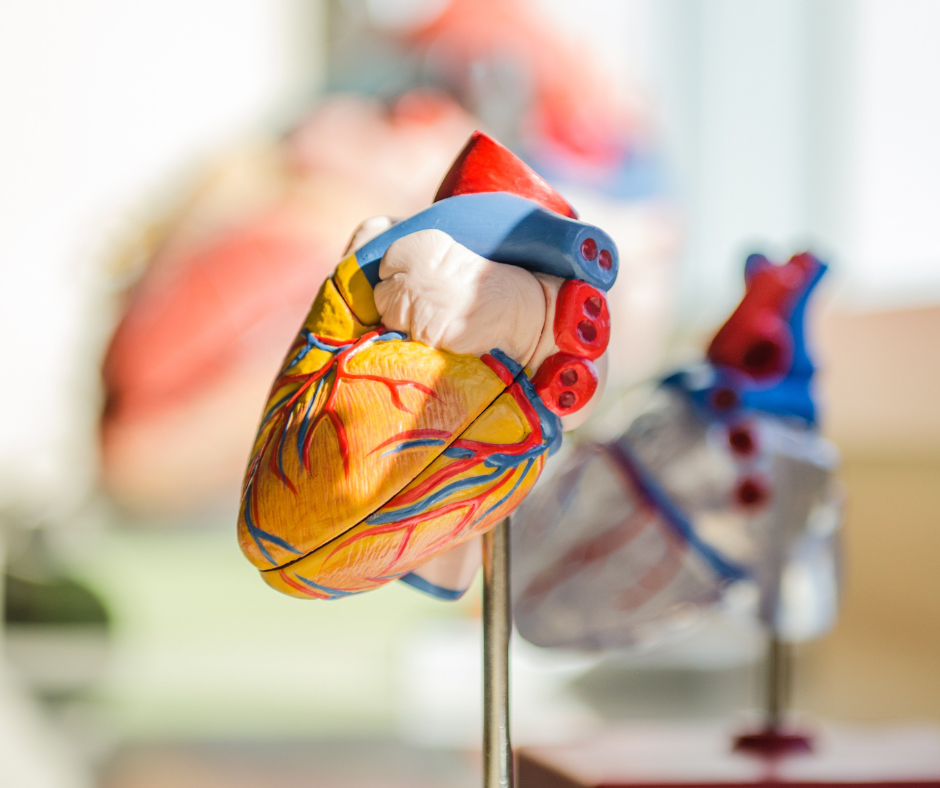 anatomic heart model