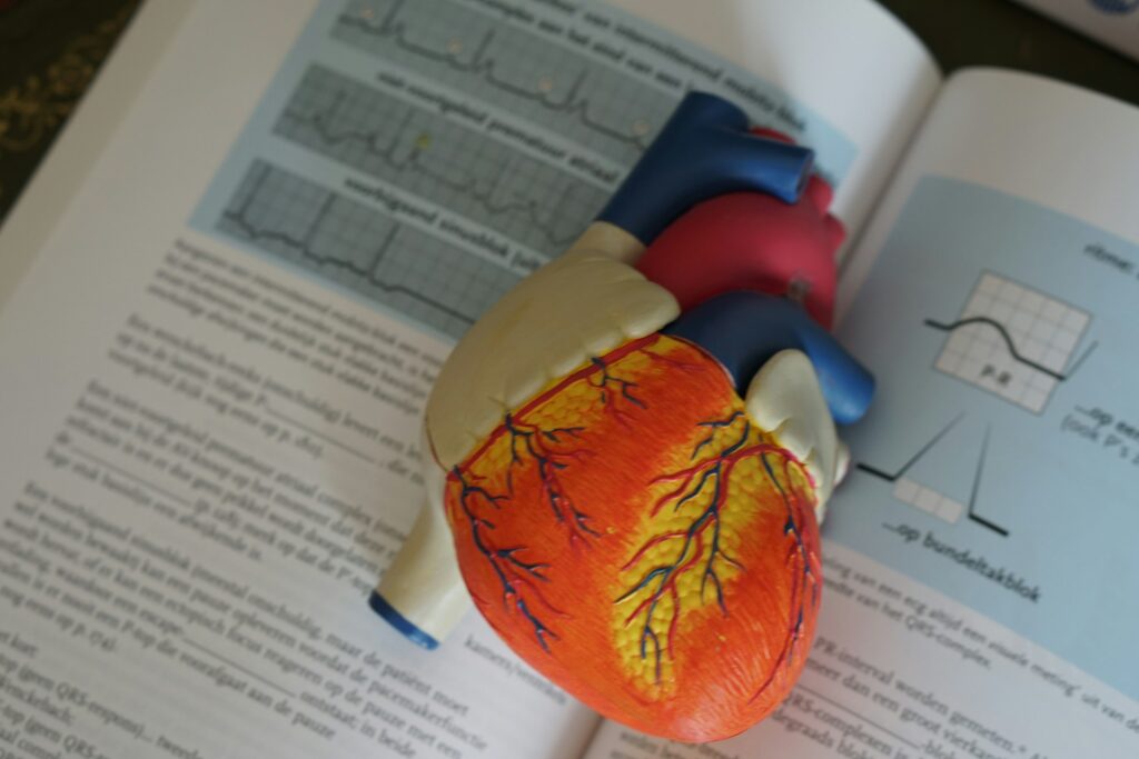 anatomic heart model on top of an academic textbook